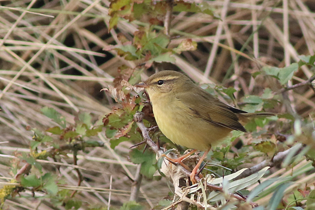 12 november 2021, Raddes Boszanger, Hondsbosche Zeewering_04