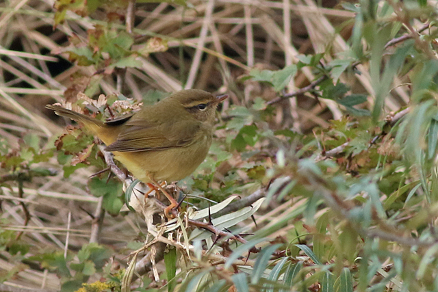 12 november 2021, Raddes Boszanger, Hondsbosche Zeewering_05
