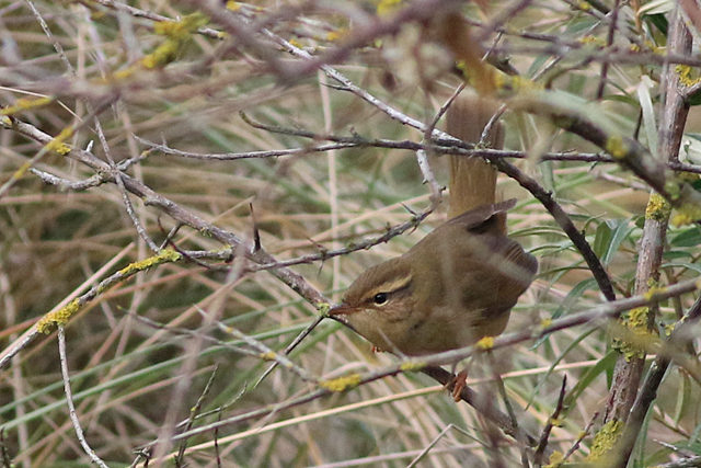 12 november 2021, Raddes Boszanger, Hondsbosche Zeewering_07