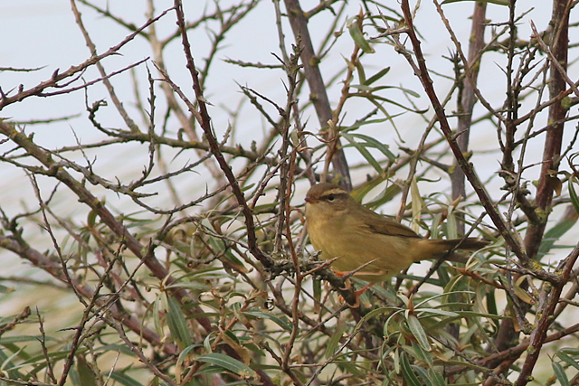 12 november 2021, Raddes Boszanger, Hondsbosche Zeewering_08