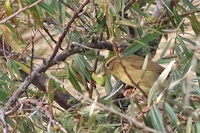 12 november 2021, Raddes Boszanger, Hondsbosche Zeewering_09