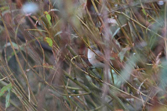10 oktober 2009, Siberische tjiftjaf, Texel
