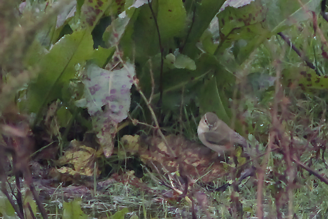 15 oktober 2014, Siberische tjiftjaf, Texel