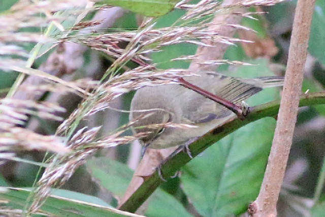 9 oktober 2020, Siberische Tjiftjaf, Loodsmansduin-Texel