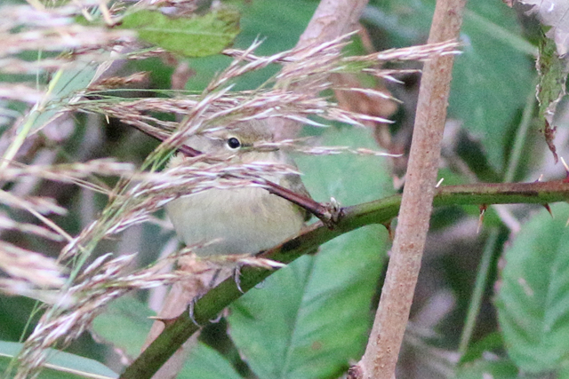 9 oktober 2020, Siberische Tjiftjaf, Loodsmansduin-Texel_02