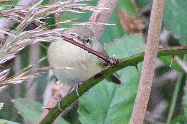 9 oktober 2020, Siberische Tjiftjaf, Loodsmansduin-Texel_03