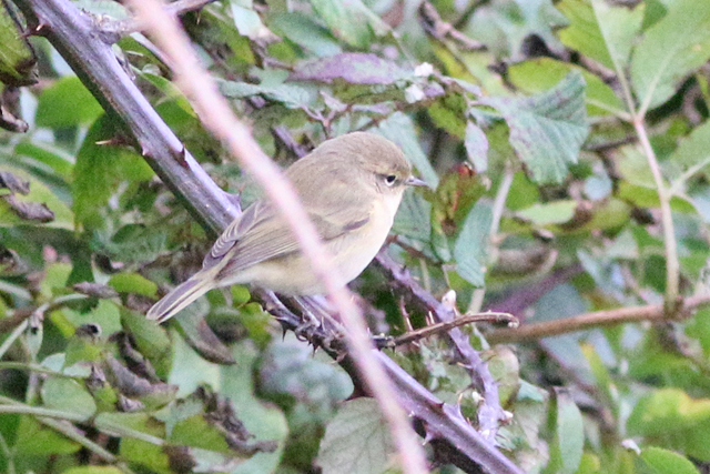 9 oktober 2020, Siberische Tjiftjaf, Loodsmansduin-Texel_04