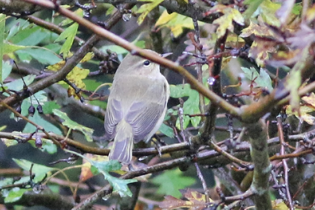 30 oktober 2020, Siberische, Tjiftjaf_Lauwersmeer