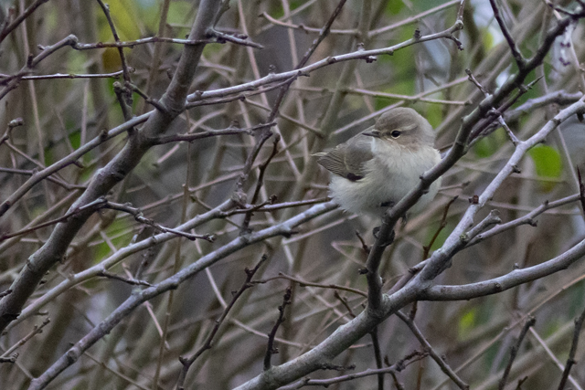 20251218 Siberische Tjiftjaf Texel   Pontweg