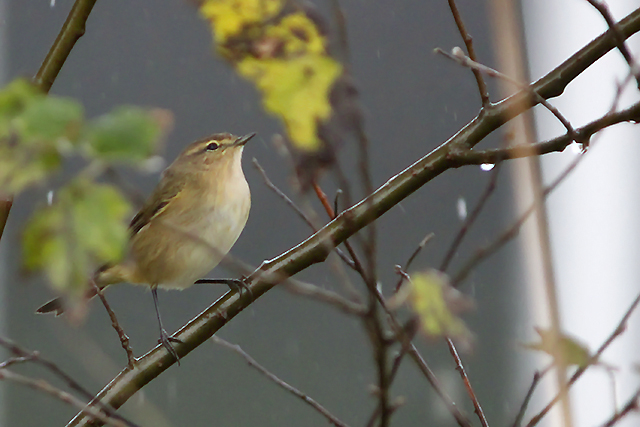 16 oktober 2014, Tjiftjaf, Texel