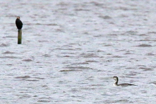 17 januari 2016, IJsduiker, Leekstermeer