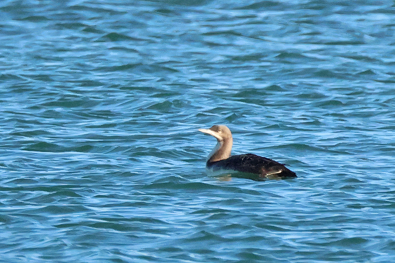 10 januari 2025, Pacifische Parelduiker, Neeltje Jans