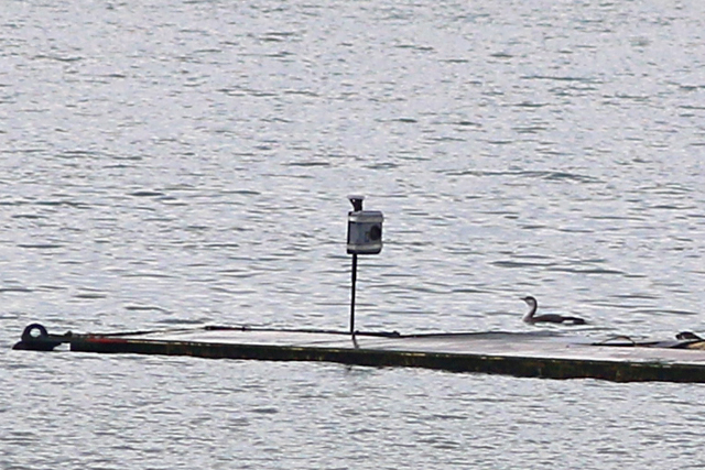 23 januari 2021, Parelduiker, Brouwersdam