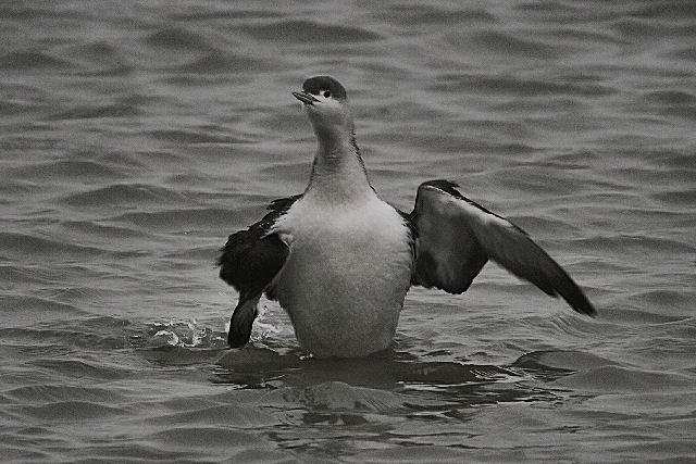 20 januari 2008, roodkeelduiker, lauwersoog_03