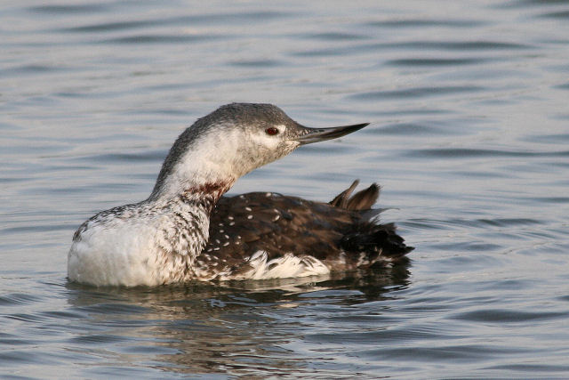 23 november 2008, Roodkeelduiker, Lauwersoog_01
