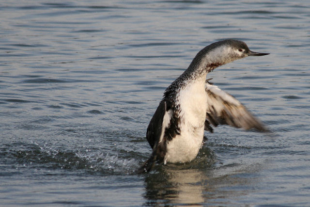 23 november 2008, Roodkeelduiker, Lauwersoog_02