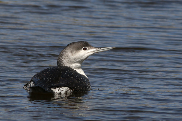 23 april 2017, Roodkeelduiker, Anjummer Kolken