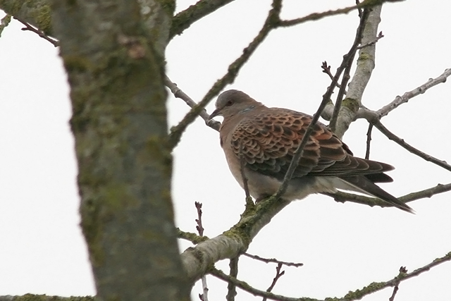 23 januari 2010, Meenatortel, Wergea