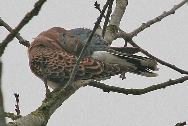 23 januari 2010, Meenatortel, Wergea_02