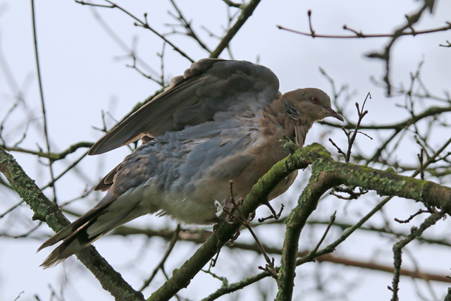 1 februari 2020, Meenatortel, Sneek_03