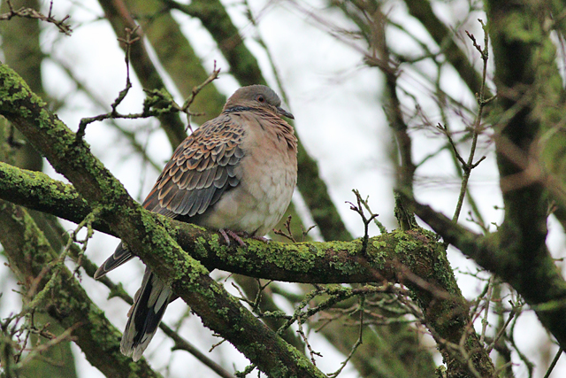 13 januari 2024, Meenatortel, Sneek_02