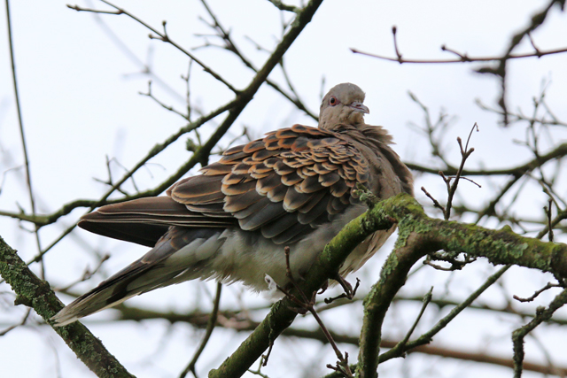 1 februari 2020, Meenatortel, Sneek_02