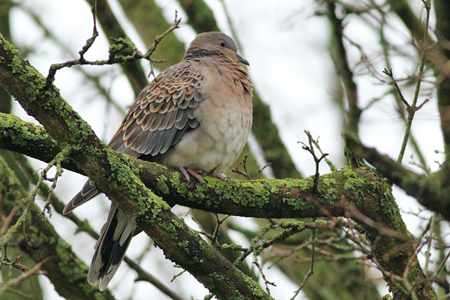 13 januari 2024, Meenatortel, Sneek_01