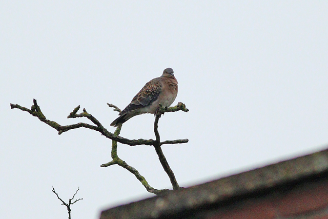 13 januari 2024, Meenatortel, Sneek_03