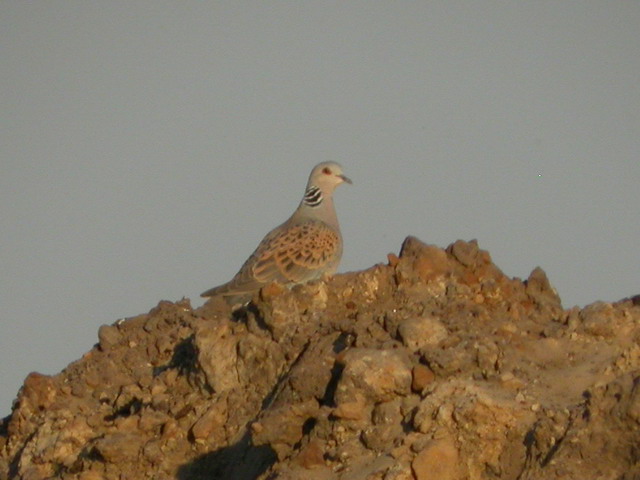 12 juni 2006, zomertortel,  FL22