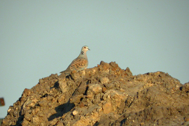 12 juni 2006, zomertortel,  FL22_2