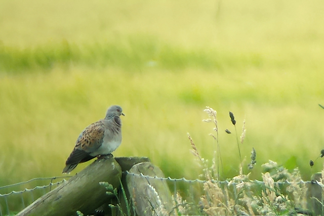 29 juni 2014, zomertortel,  Fochteloërveen