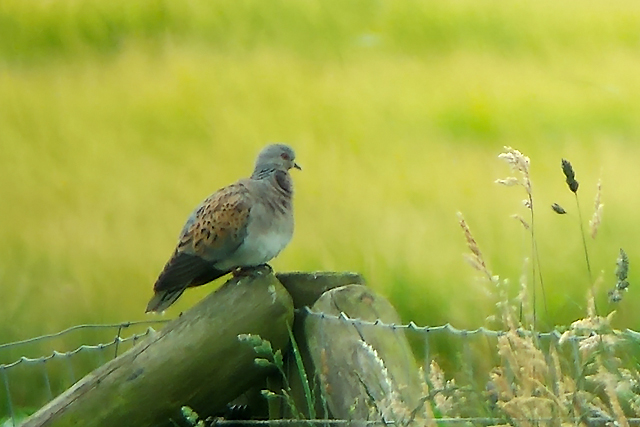 29 juni 2014, zomertortel,  Fochteloërveen_2