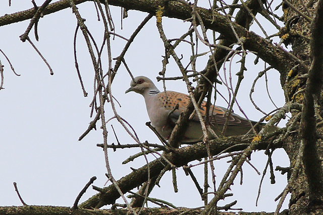 18 mei 2024, Zomertortel, Drents-Friese Wold - Berkenheuvel