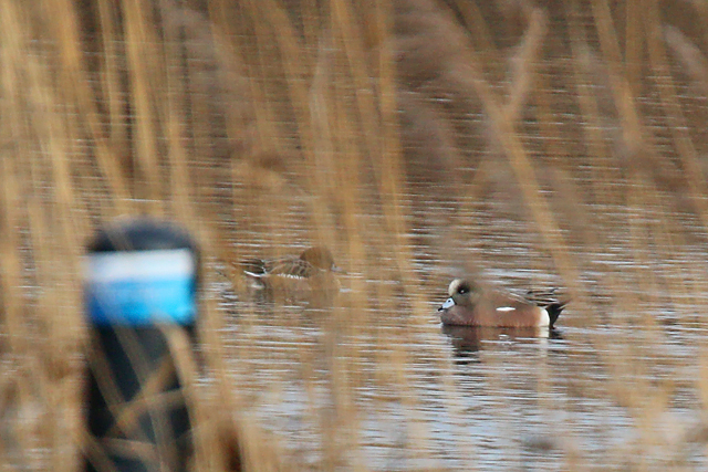 26 januari 2020, Amerikaanse, Smient_Zwolle_01