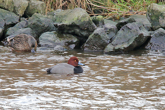 7 februari 2016, Amerikaanse Tafeleend, Noordhorn_01a