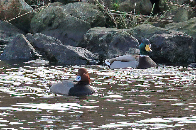 7 februari 2016, Amerikaanse Tafeleend, Noordhorn_02a