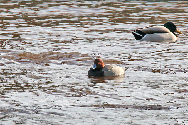 7 februari 2016, Amerikaanse Tafeleend, Noordhorn_03