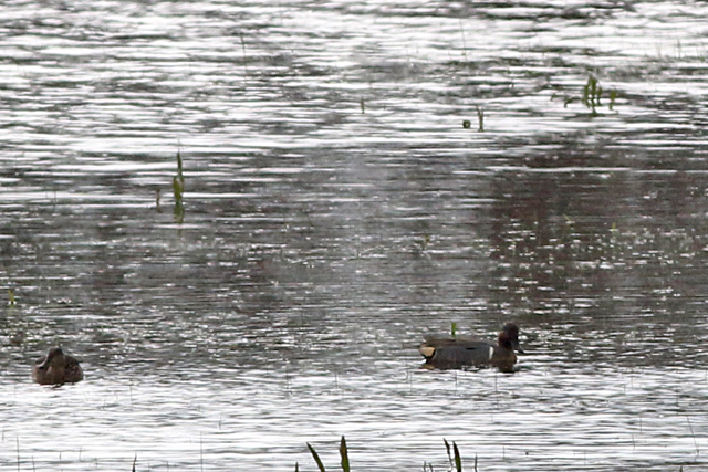 28 april 2018, Amerikaanse Wintertaling, Terschelling