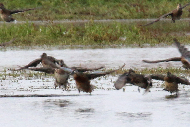 5 oktober 2019, Blauwvleugeltaling, Texel_02