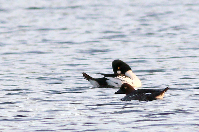 29 mei 2023, Brilduiker, 02_Wateren