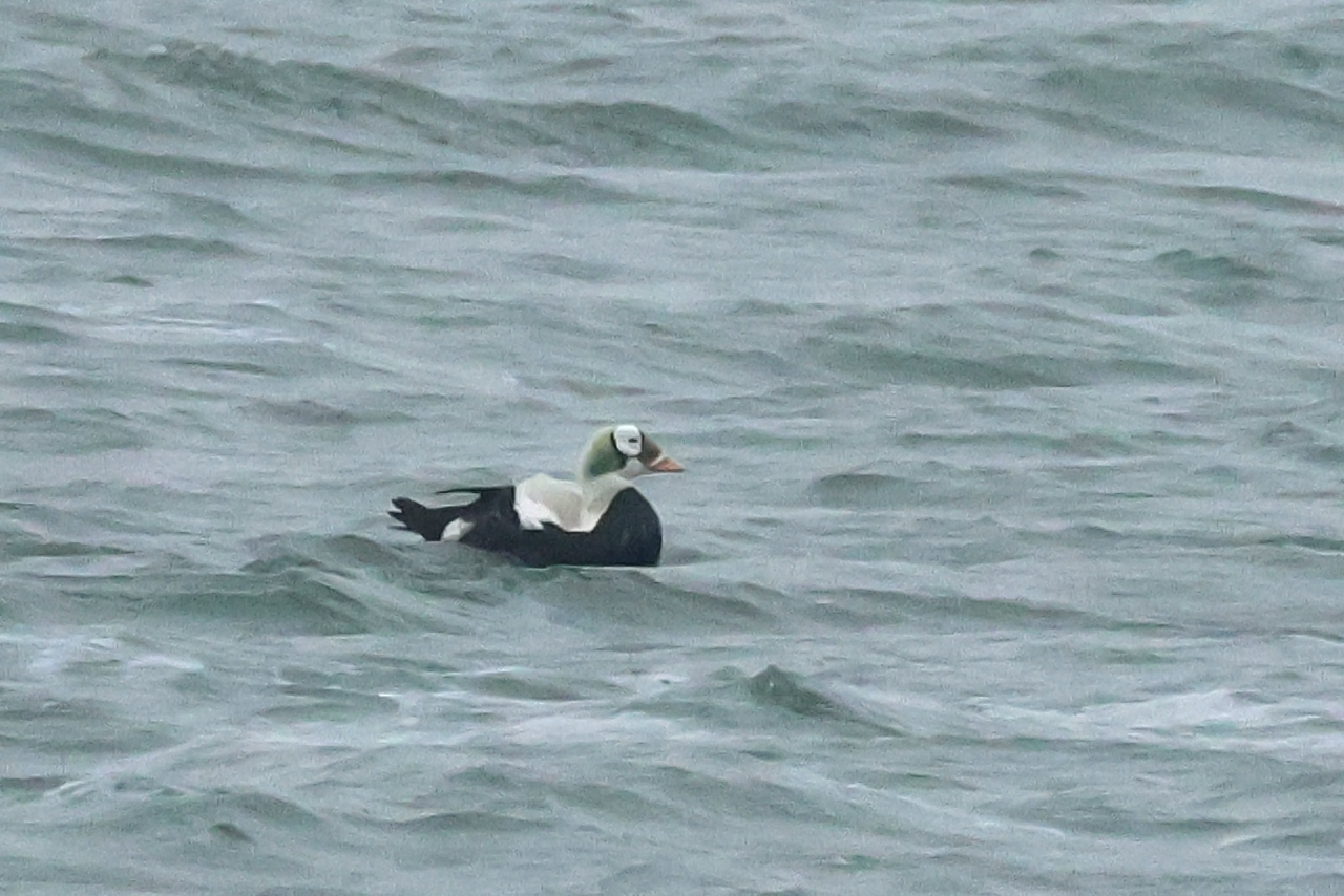 17 januari 2025, Brileider, Texel_02