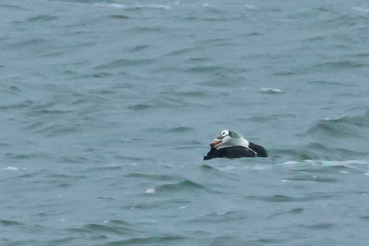 17 januari 2025, Brileider, Texel_03