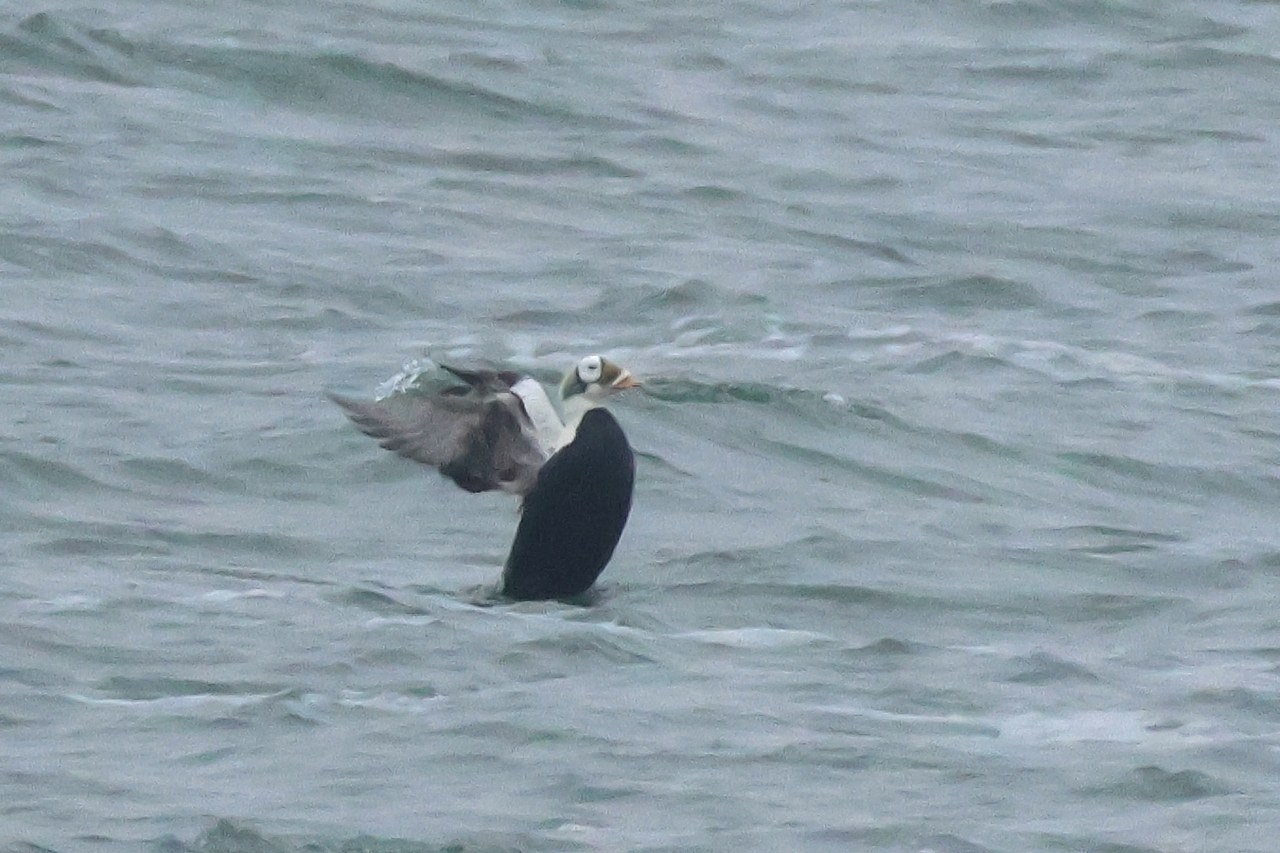 17 januari 2025, Brileider, Texel_04