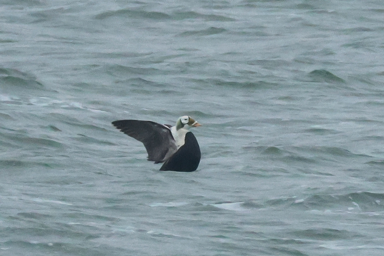 17 januari 2025, Brileider, Texel_05