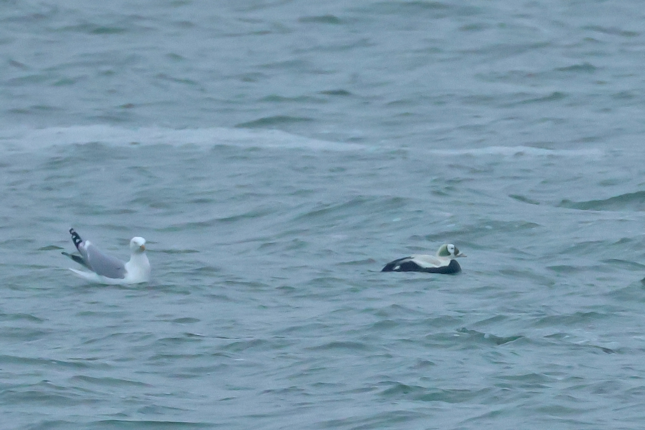 17 januari 2025, Brileider, Texel_06