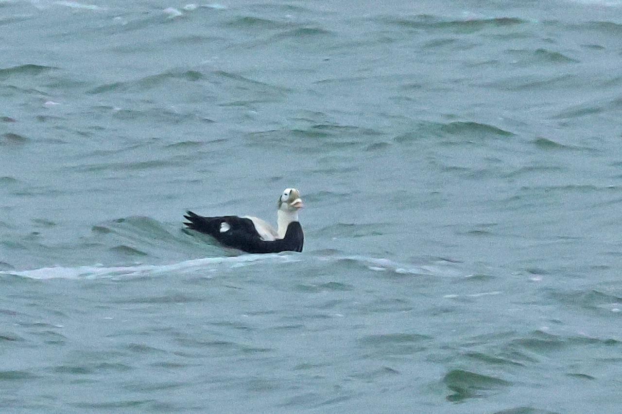 17 januari 2025, Brileider, Texel_07