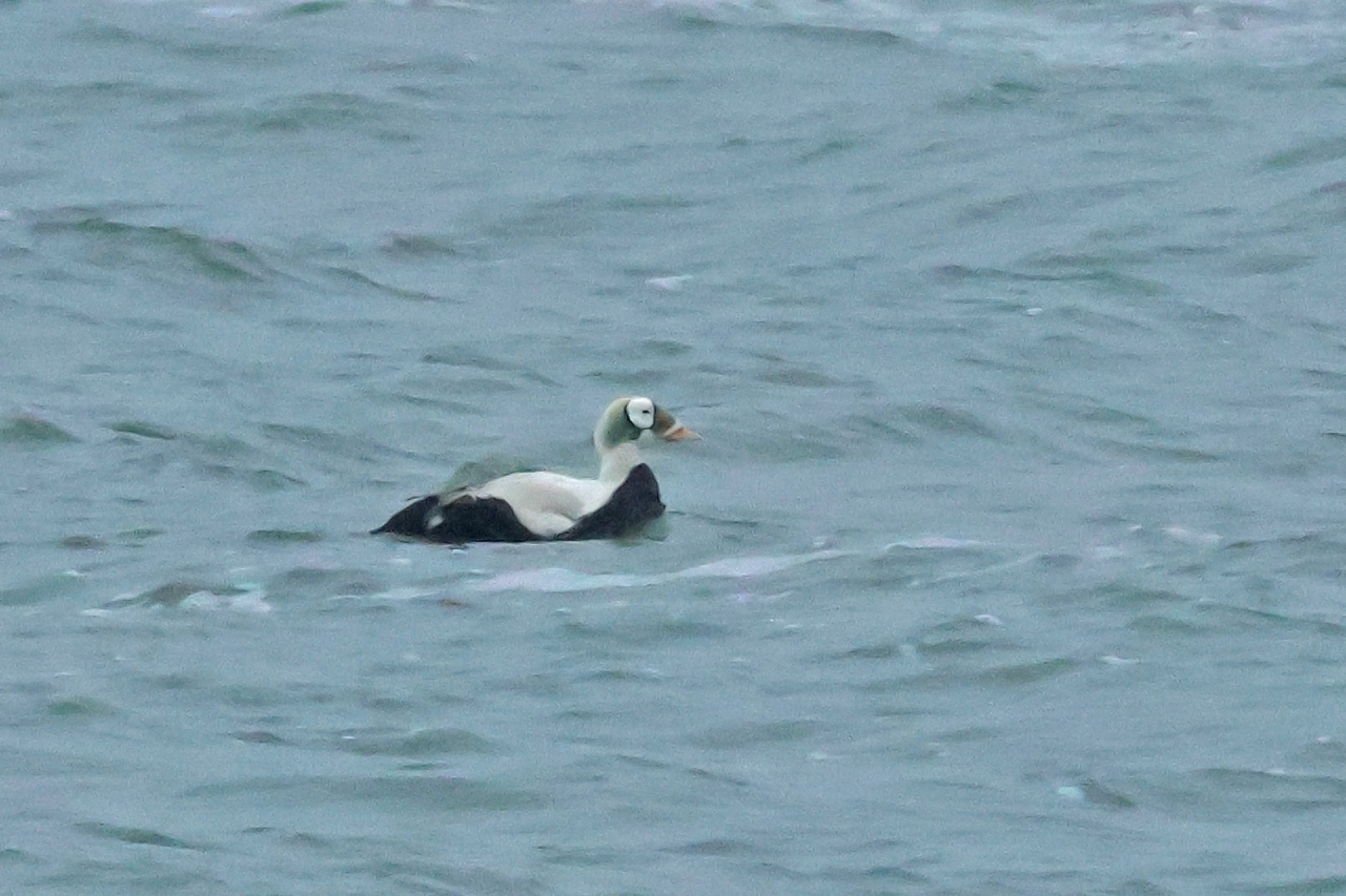 17 januari 2025, Brileider, Texel_08