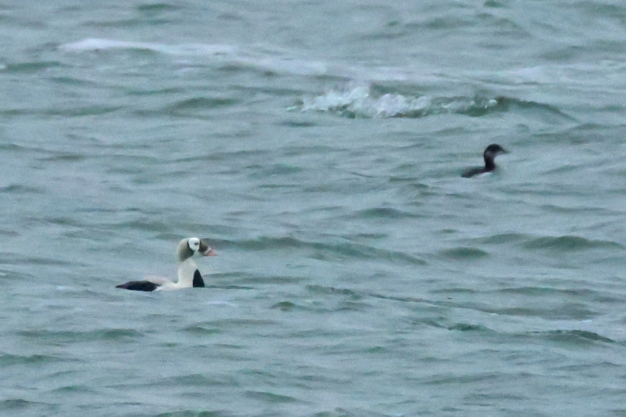 17 januari 2025, Brileider, Texel_09