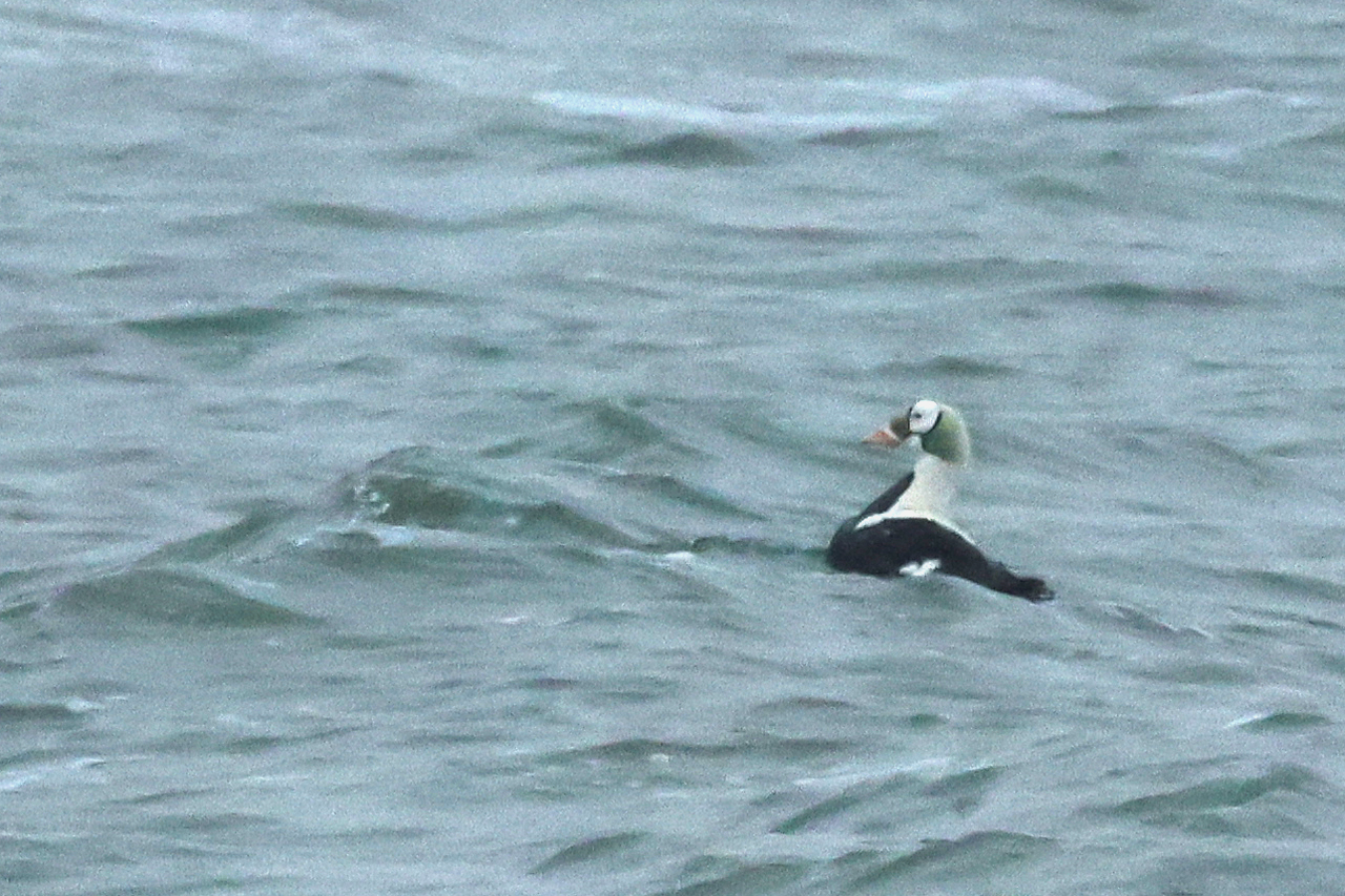 17 januari 2025, Brileider, Texel_11