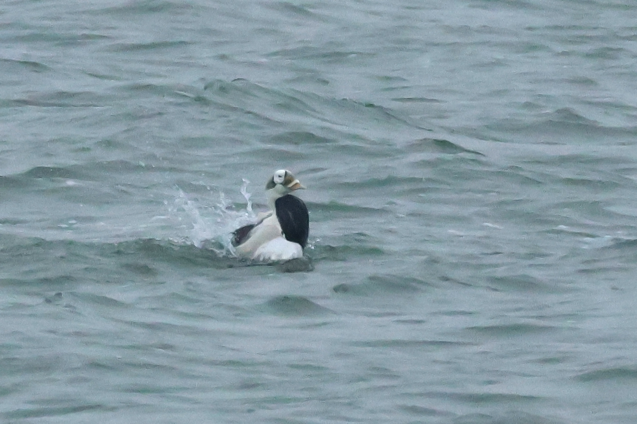 17 januari 2025, Brileider, Texel_12